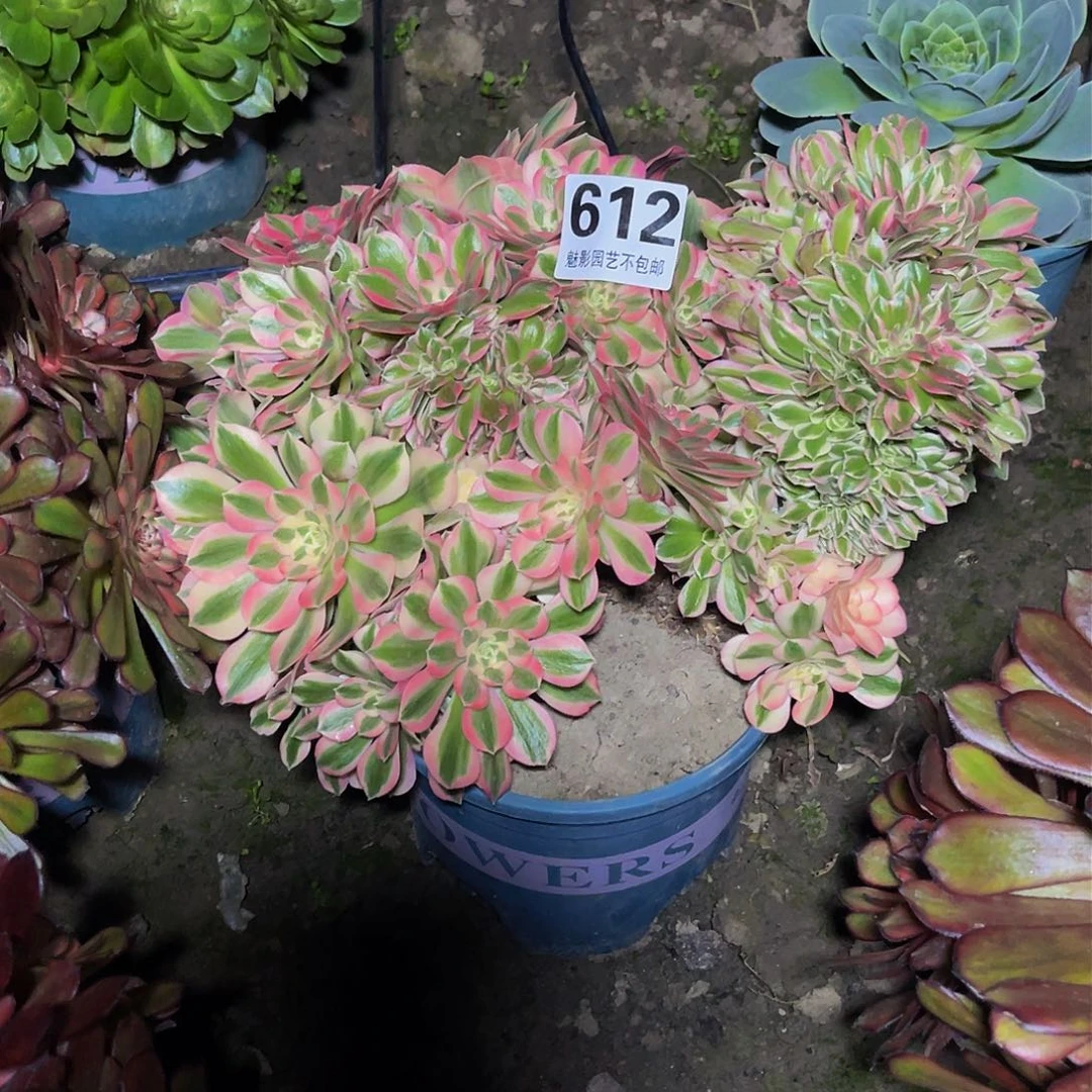 法师法师15–18包邮法师