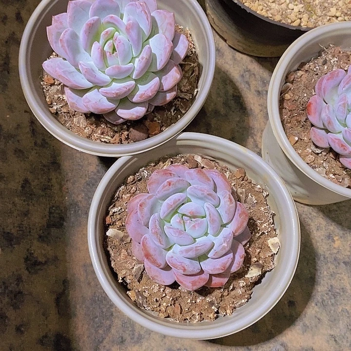 是***呀橙子多肉植物15个