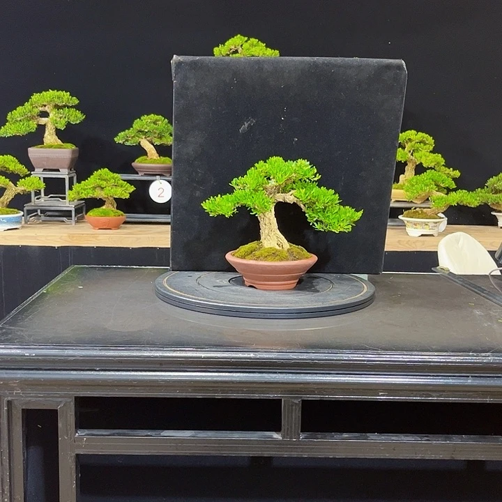 无花朵黄杨盆景四季常绿不落叶