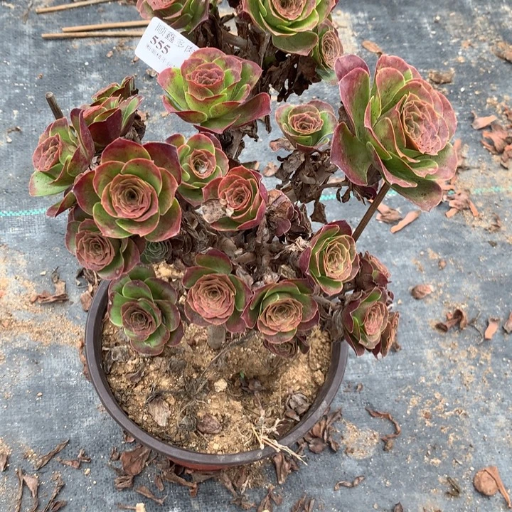 简***单555玫瑰多肉植物特价