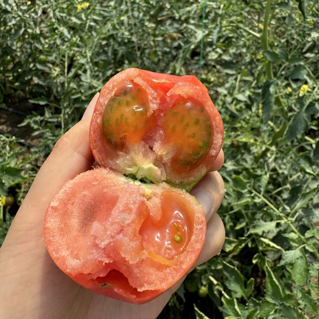 自然熟东北草莓柿子 酸甜多汁 当季新鲜 可生吃水果番茄