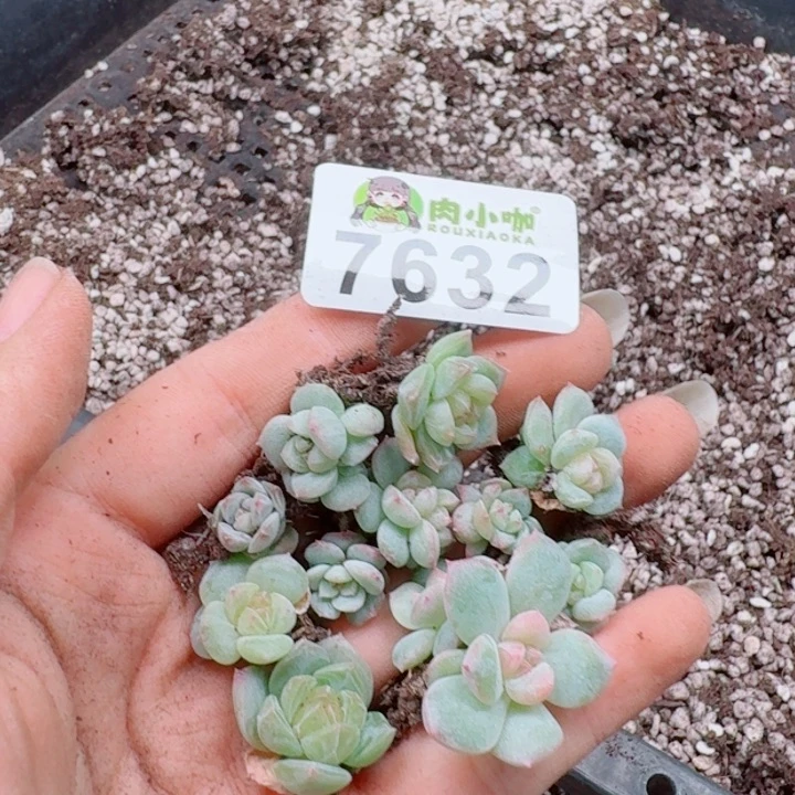 岁***好多肉植物多肉植物