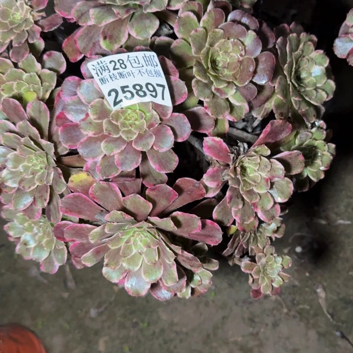 25897水墨画多肉植物