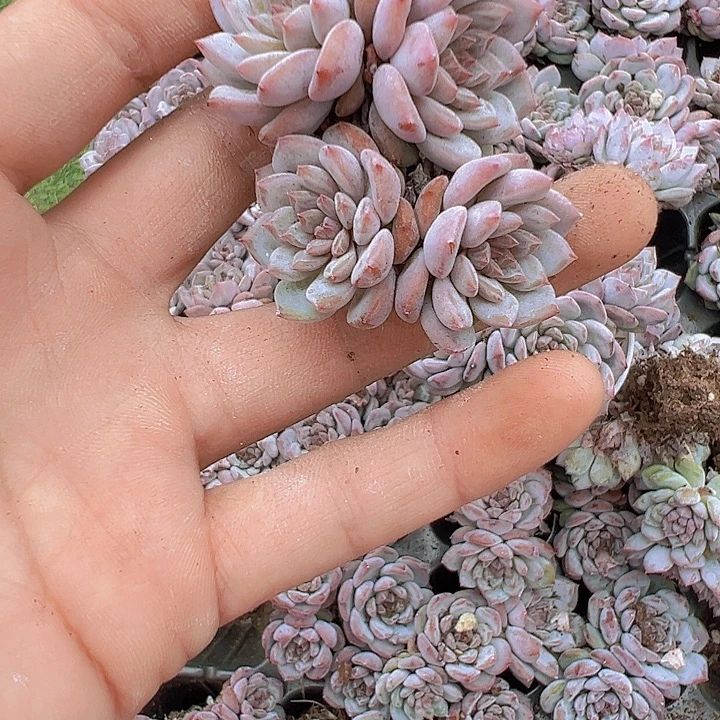 穴盘星星橙群19包邮