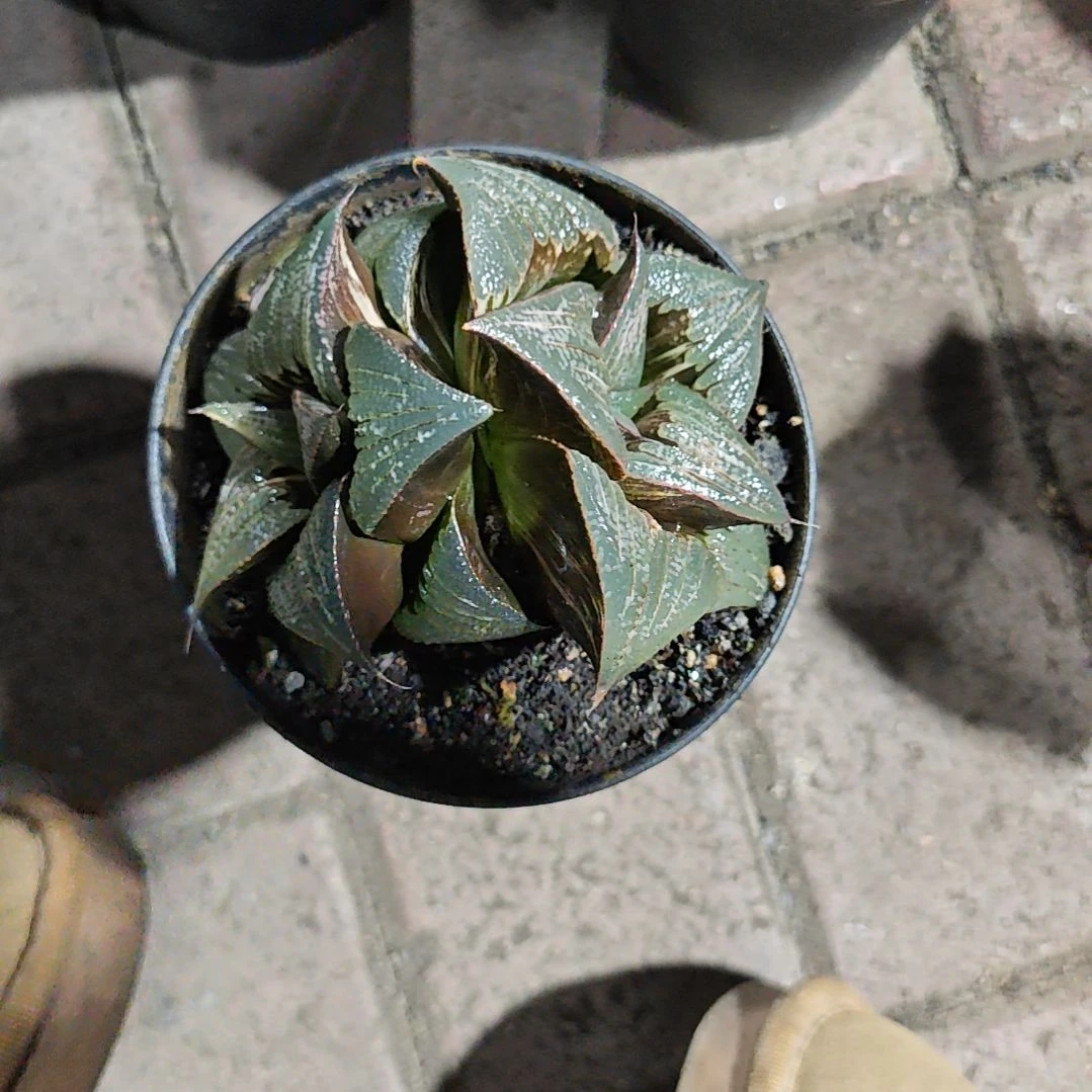 茜云一颗多肉植物原盆土