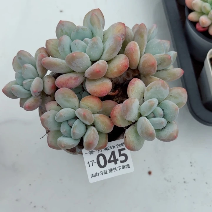 香水无盆土发货多肉多
