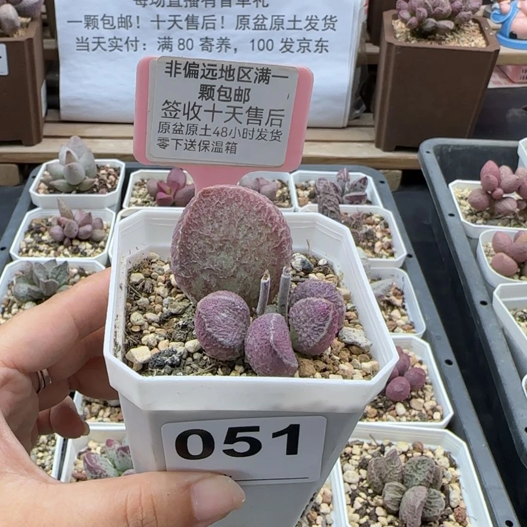 051哈莫猪肝多肉植物