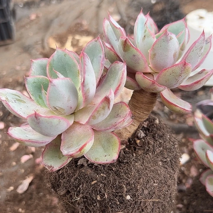 无花朵赫拉老桩。