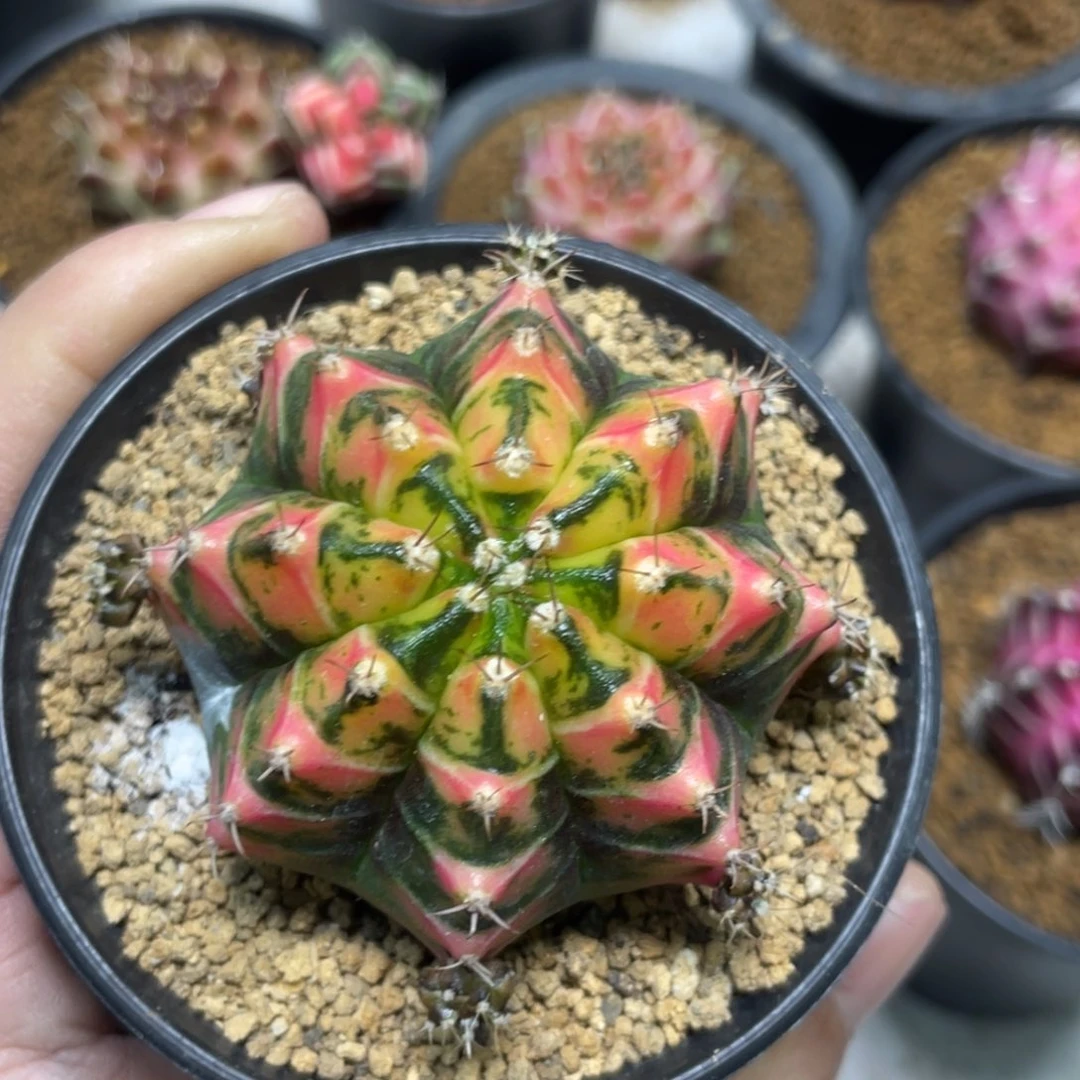 当前无花朵，栽培后可花朵橘粉规律棱背锦