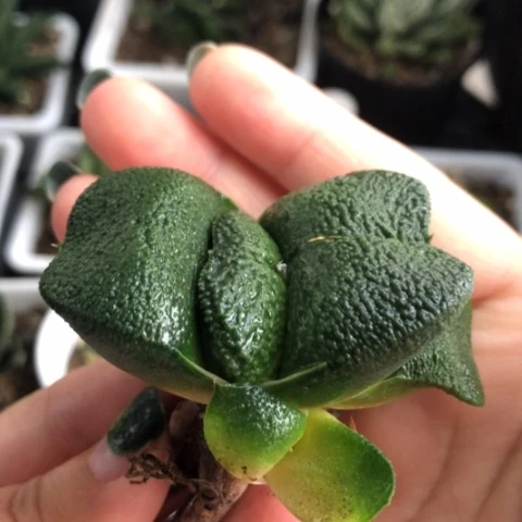 军配蜗牛母本带1侧牙一起