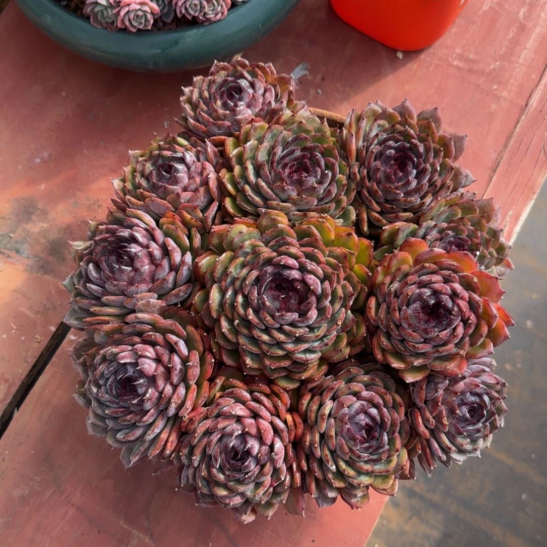 蓝色妖姬多肉带盆物流150