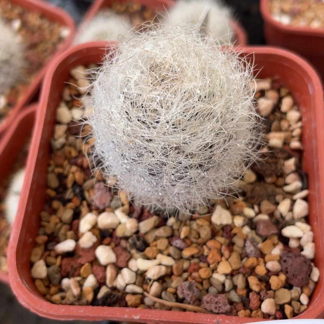 鹿角柱实生仙人球银翁玉