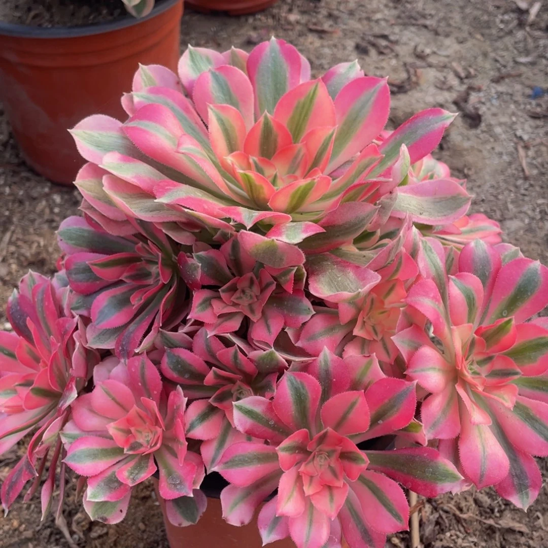 105粉女巫精品法师老桩