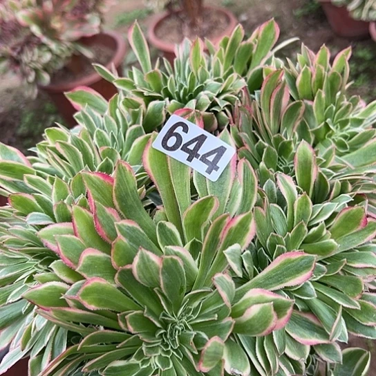 用***8多肉植物一个女神644