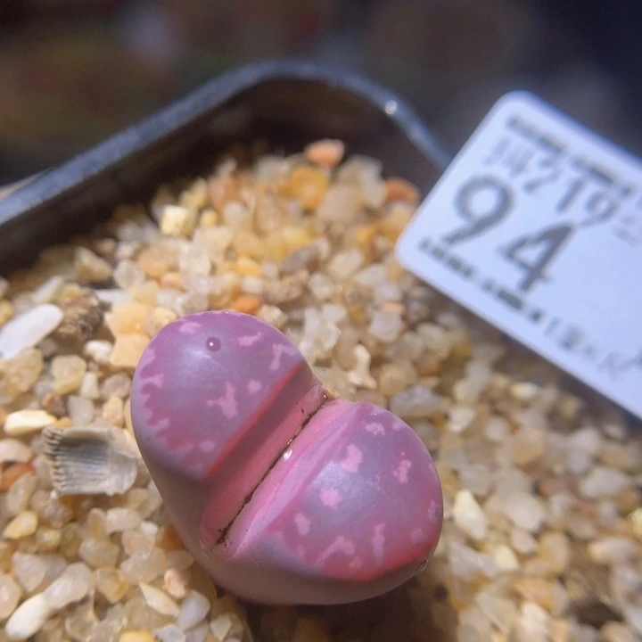 精品生石花219.94红橄榄