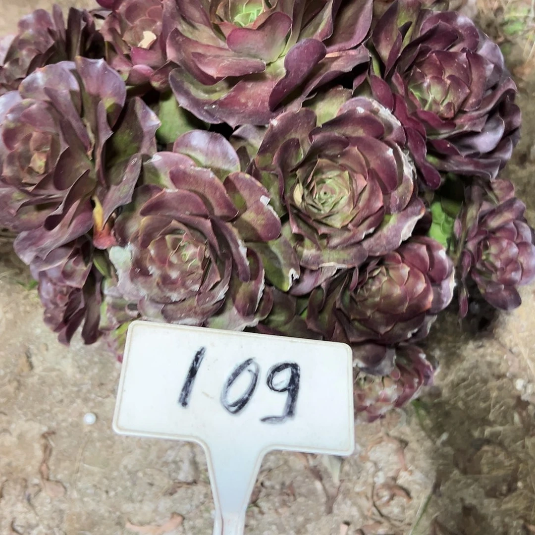 多肉植物梅金法师109