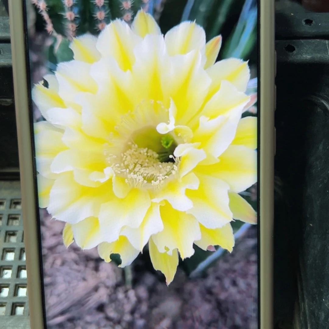 下55彩草黄绿歪无根侧芽4公分左右20包邮