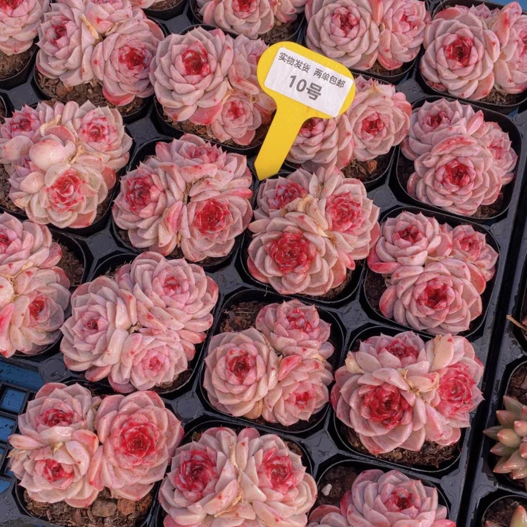 10号红丝绒糖心天鹅绒群生一个