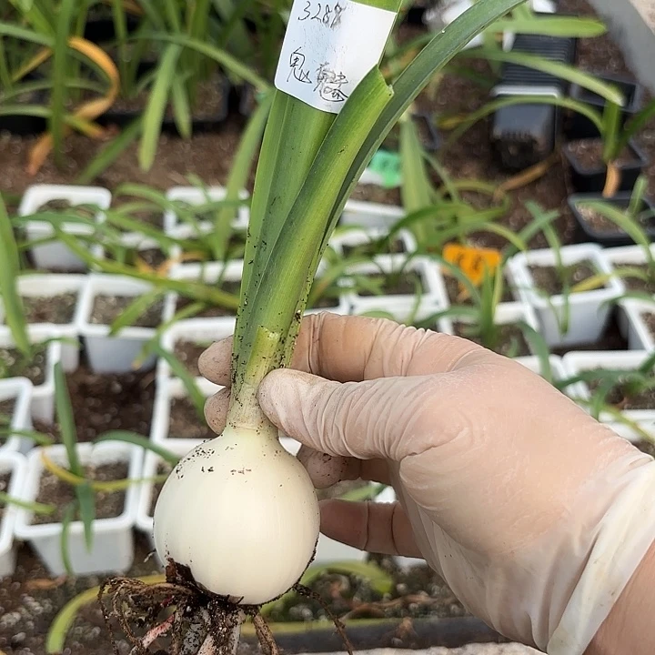 用****9鬼魅5左右带土3288