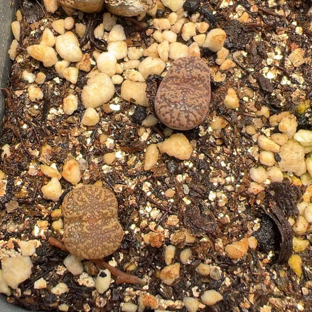 8-170肉锥多肉植物