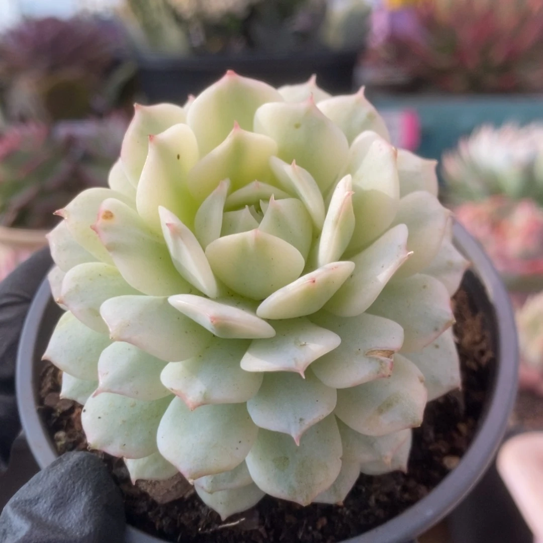 070静夜锦锦锦锦锦锦