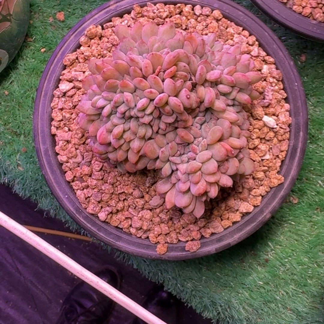 星影缀化无砍多肉