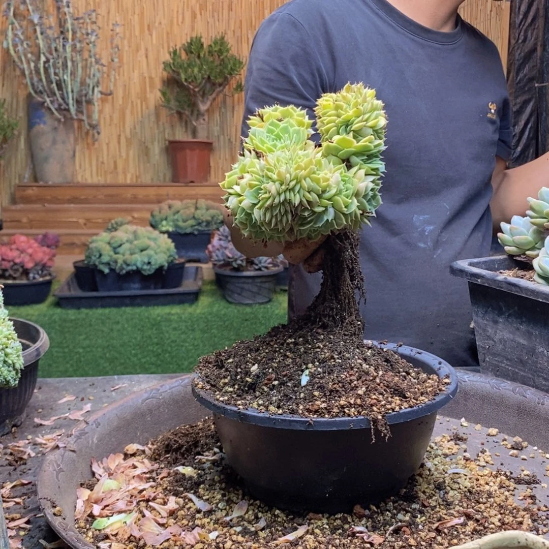小***6414 号昂斯诺缀化多肉