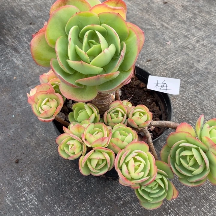 棠颂花卉一物一拍碧桃 小梅