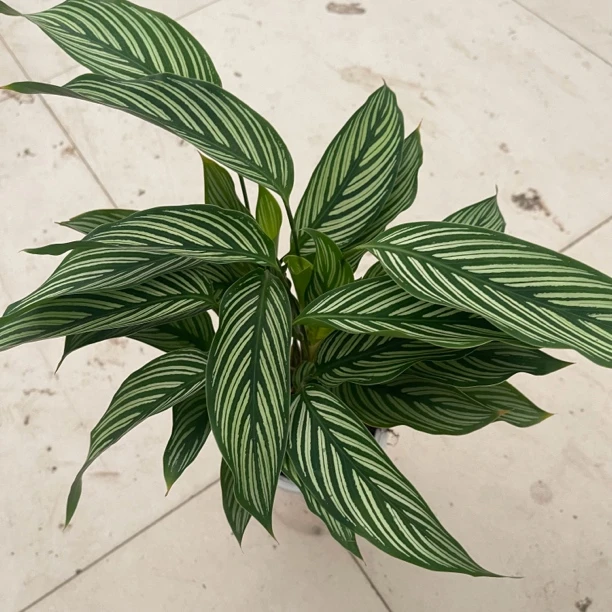 水培青纹竹芋净化空气室内桌面绿植