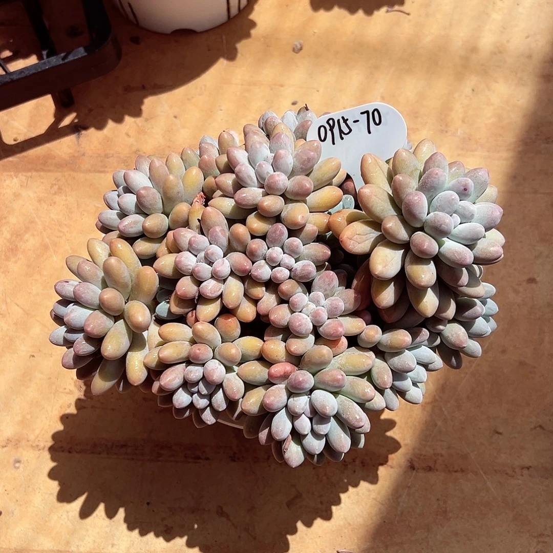 0915-70大群汤圆。