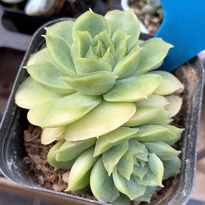 多肉植物水晶虾饺1019多肉