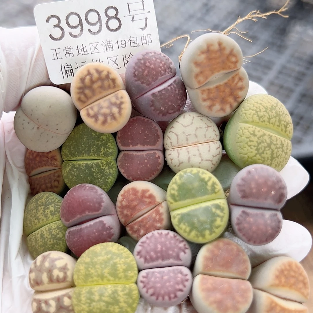 3998 好养易活生石花大母本19个