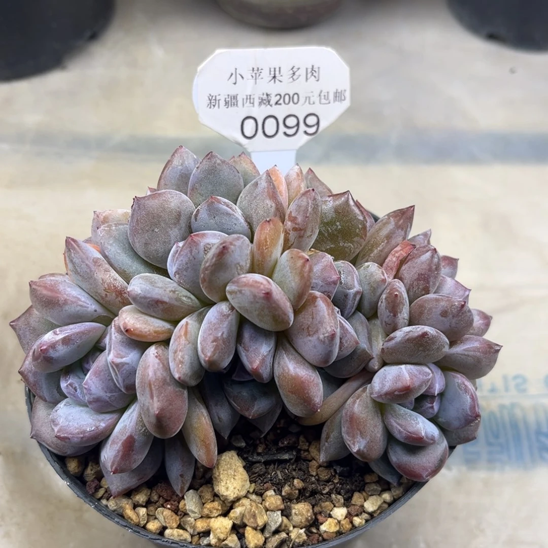 绿底紫心099/13cm8头