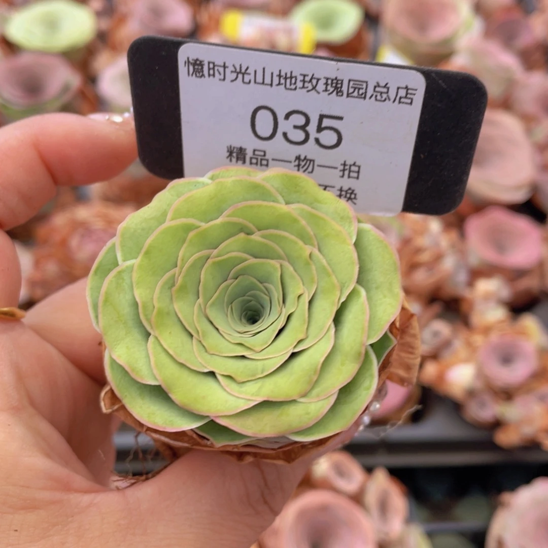 *****山地玫瑰035裸根发货断枝不包损不售后