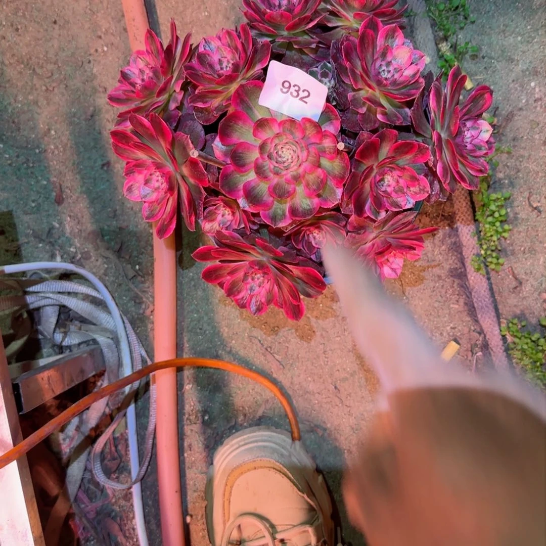 云和法师多肉932