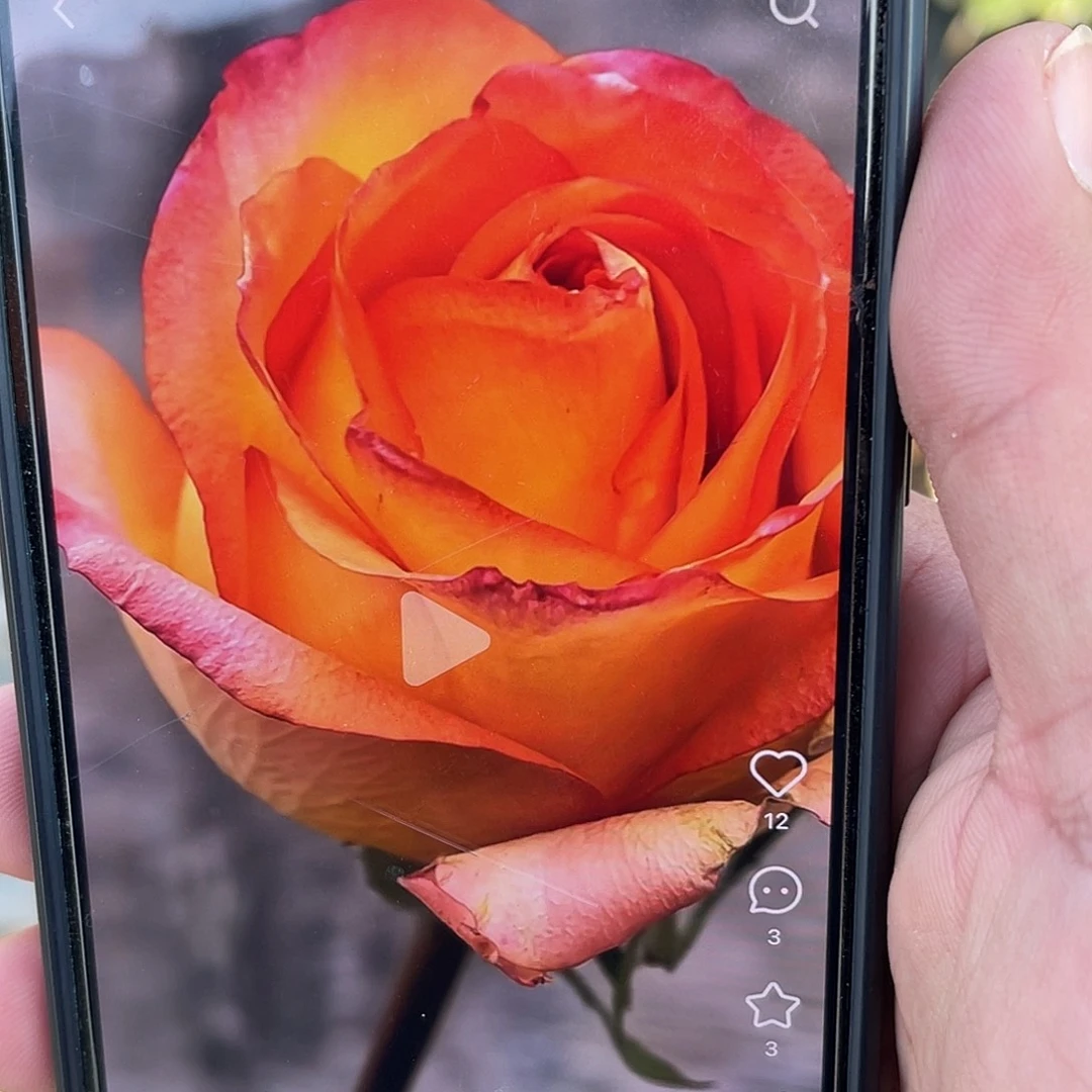 无花朵———天火 福利款