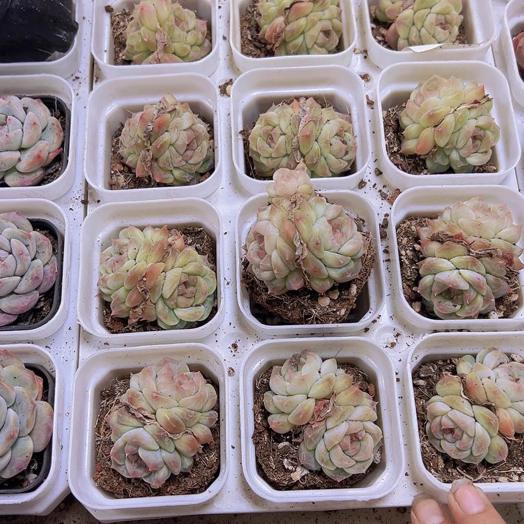 冰沙珍妮19包邮多肉