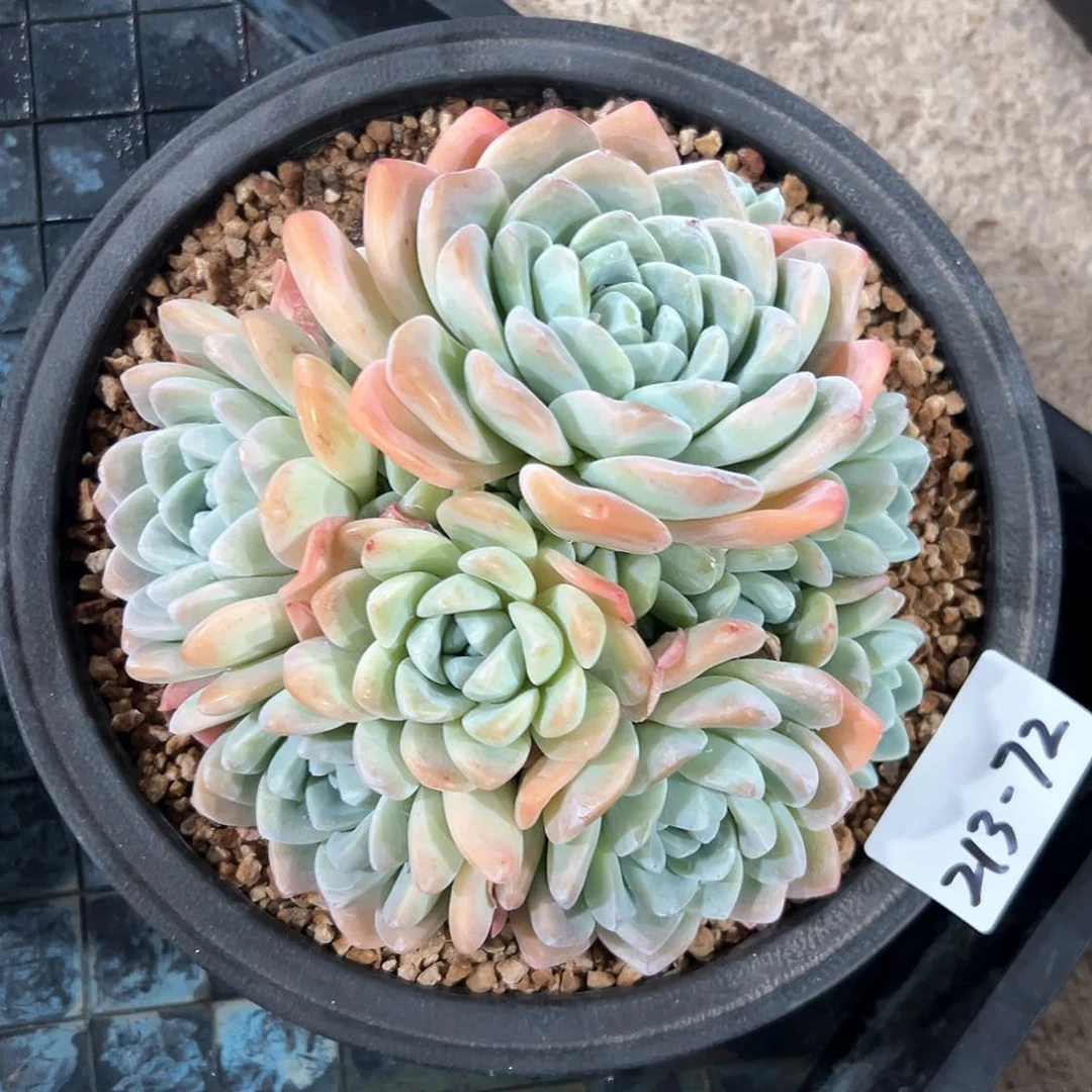 213-72冰玉多头多肉