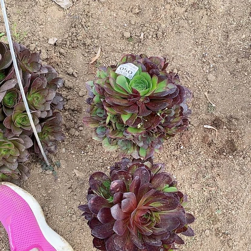 【闪购商品】3.30-50花月夜多肉植物2