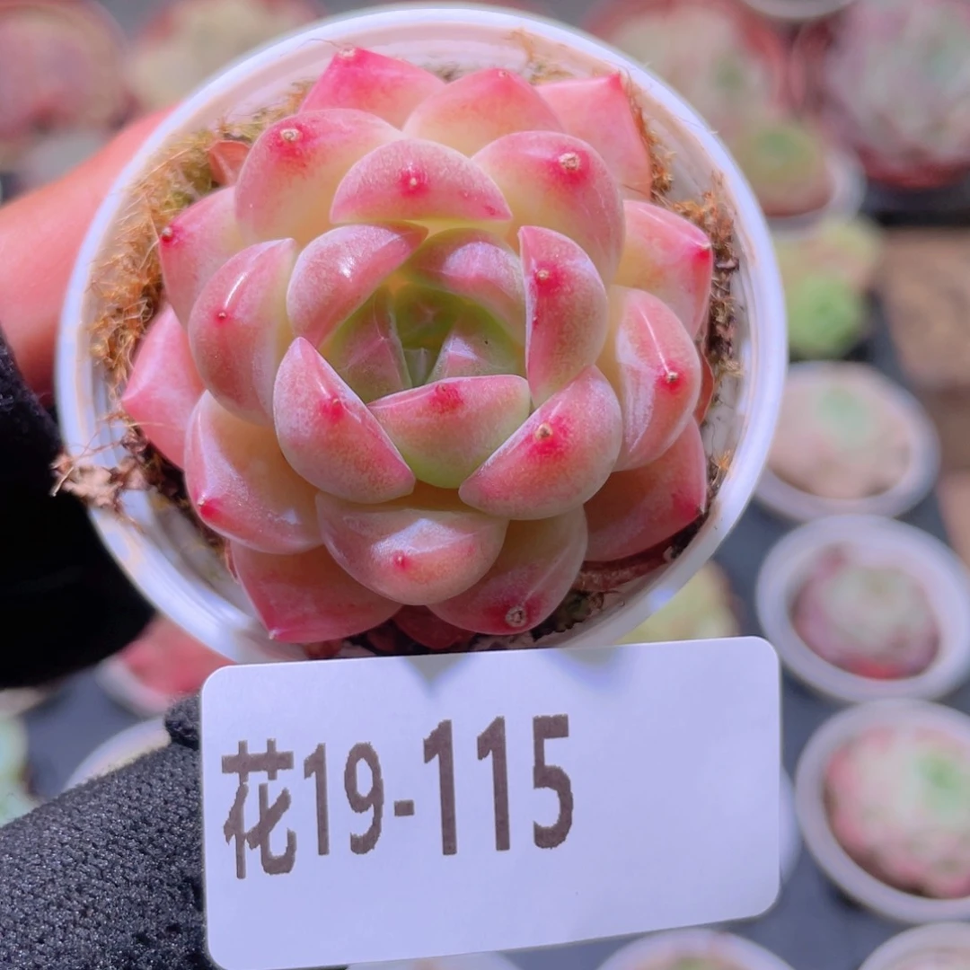 花利美19-115新品