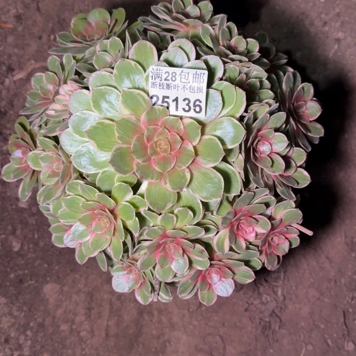 25136莲花座多肉植物