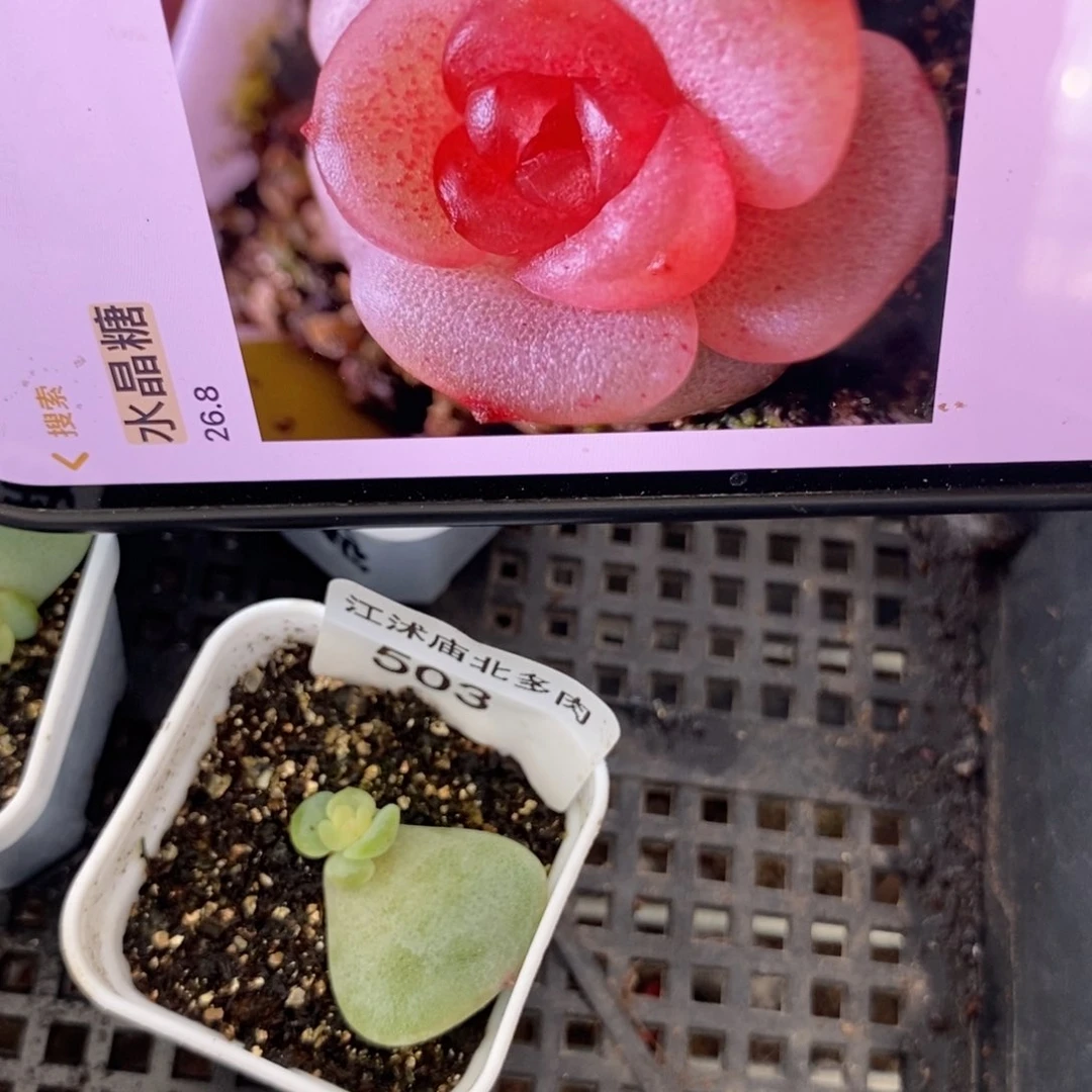 标签503水晶糖一个多肉