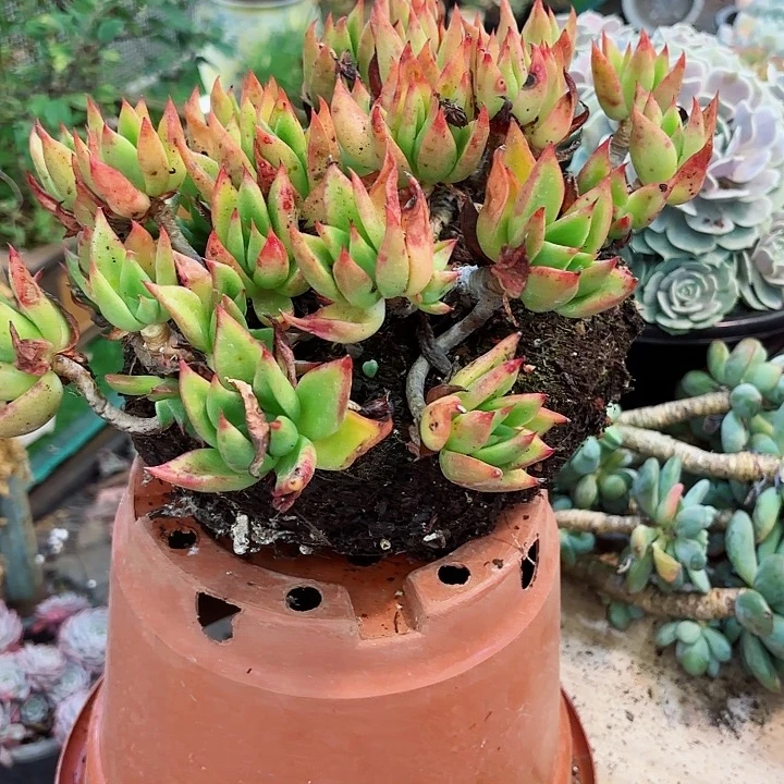 痴心东云多肉盆栽