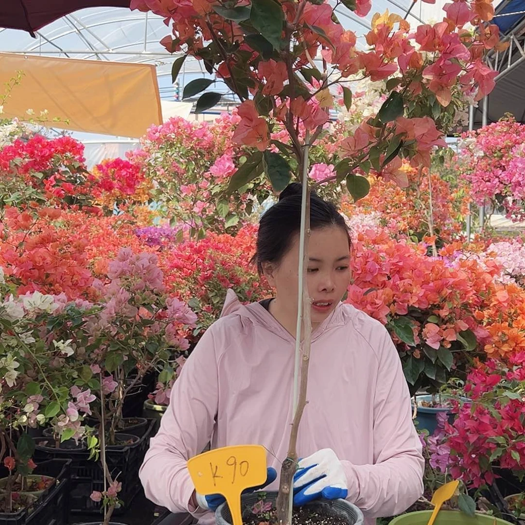 兰***兰大部分花苞少量开放K90阿达娜