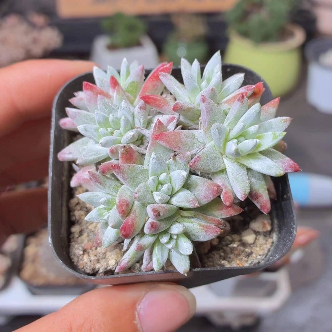 白菊多肉9.9包邮发货