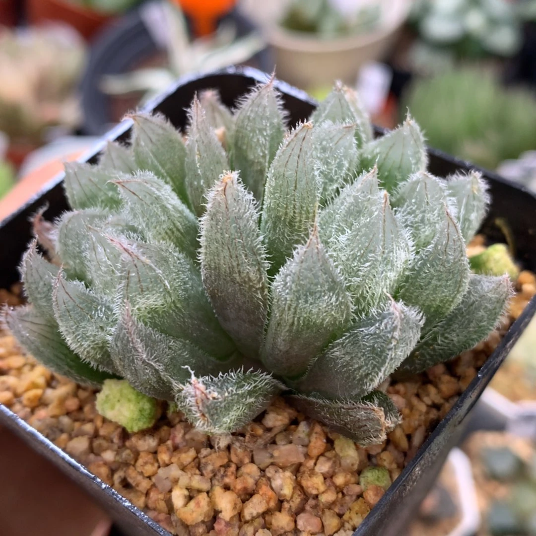 实生毛玉露，带盆一起