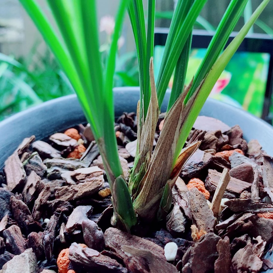 当前无花栽培后可以开花