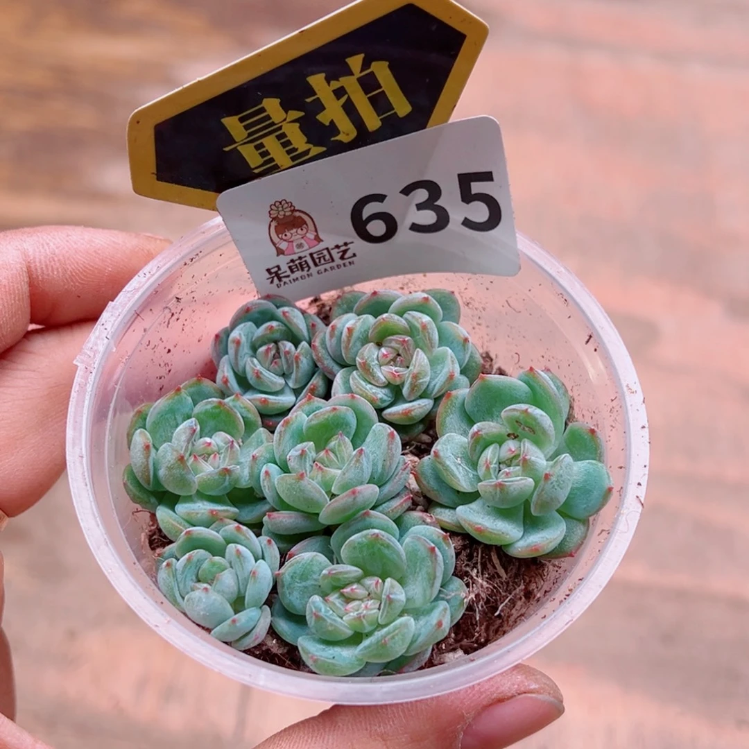 多肉植物多肉植物