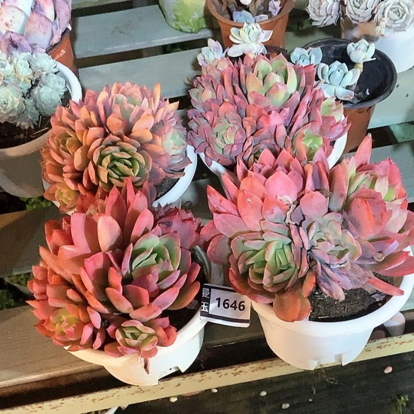 【闪购商品】S****R绮罗四盆1646