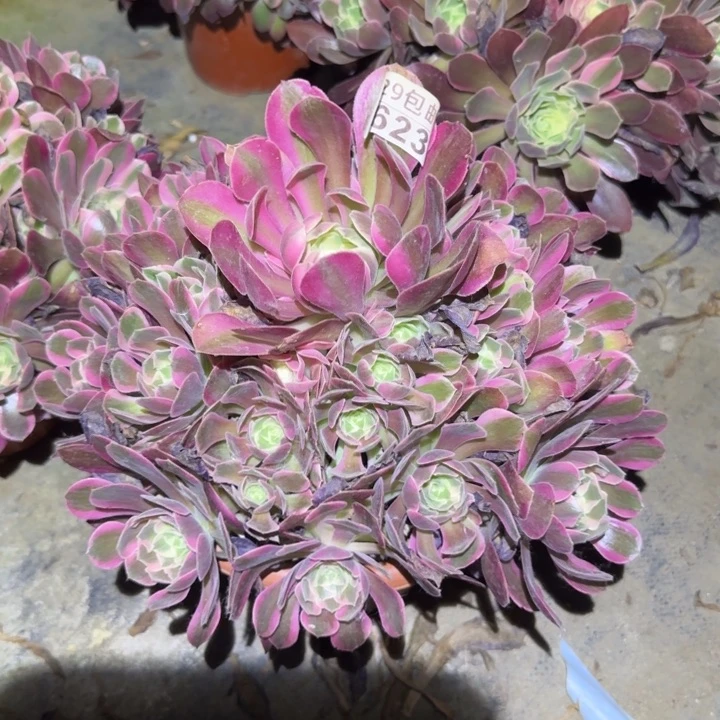 妖月……多肉植物的